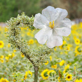 Maxbell Wedding Giant Flower Decoration Versatile Props for Holiday Ceremony Banquet Diameter 50cm