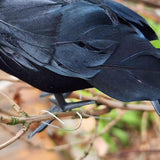 Maxbell 3 Pieces Halloween Crows Black Feathered Crows for Yard Theme Party Beanches