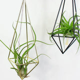 20xHanging Metal Tillandsia Air Plant Rack Holder Flower Pot Black Color
