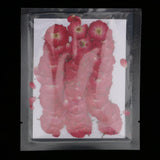 Maxbell 50x None Branch +50 Pcs Branched Pressed Dried Flowers DIY Embossed Flowers