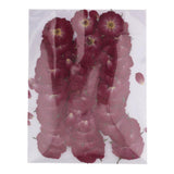 20x50pcs Beautiful Pressed Rose Flower Dried Flowers for Art Craft Scrapbooking