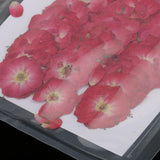 20x50pcs Beautiful Pressed Rose Flower Dried Flowers for Art Craft Scrapbooking