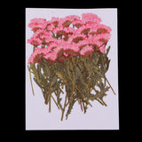 Maxbell 50x None Branch +50 Pcs Branched Pressed Dried Flowers DIY Embossed Flowers