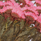 Maxbell 50x None Branch +50 Pcs Branched Pressed Dried Flowers DIY Embossed Flowers