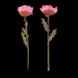 Maxbell 50x None Branch +50 Pcs Branched Pressed Dried Flowers DIY Embossed Flowers