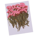 Maxbell 50x None Branch +50 Pcs Branched Pressed Dried Flowers DIY Embossed Flowers