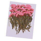 Maxbell 50x None Branch +50 Pcs Branched Pressed Dried Flowers DIY Embossed Flowers