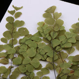 Maxbell 10 Pieces Natural Pressed Dried Flower Adiantum for DIY Arts Crafts Scrapbooking - Aladdin Shoppers