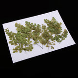 Maxbell 10 Pieces Natural Pressed Dried Flower Adiantum for DIY Arts Crafts Scrapbooking - Aladdin Shoppers