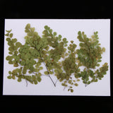 Maxbell 10 Pieces Natural Pressed Dried Flower Adiantum for DIY Arts Crafts Scrapbooking - Aladdin Shoppers