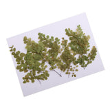 Maxbell 10 Pieces Natural Pressed Dried Flower Adiantum for DIY Arts Crafts Scrapbooking - Aladdin Shoppers