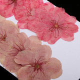 Maxbell 3x10pcs Mixed Color Pressed Dried Sakura Flowers Cherry Blossom for Art Craft