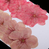 Maxbell 10 Pieces Natural Pressed Dried Sakura Flower Cherry Blossom for DIY Arts Crafts - Aladdin Shoppers