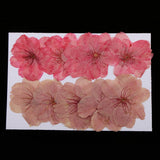 Maxbell 3x10pcs Mixed Color Pressed Dried Sakura Flowers Cherry Blossom for Art Craft
