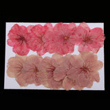 Maxbell 10 Pieces Natural Pressed Dried Sakura Flower Cherry Blossom for DIY Arts Crafts - Aladdin Shoppers