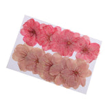 Maxbell 3x10pcs Mixed Color Pressed Dried Sakura Flowers Cherry Blossom for Art Craft