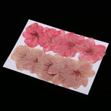 Maxbell 3x10pcs Mixed Color Pressed Dried Sakura Flowers Cherry Blossom for Art Craft