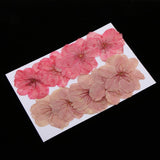 Maxbell 3x10pcs Mixed Color Pressed Dried Sakura Flowers Cherry Blossom for Art Craft