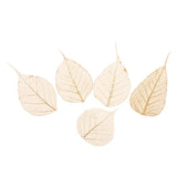 Maxbell 5 Pieces Natural Pressed Dried Linden Leaves Bodhi Leaf for DIY Arts and Crafts - Aladdin Shoppers