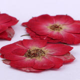 Maxbell 22 Pieces Natural Delphinium Rose Real Pressed Dried Flowers for DIY Craft