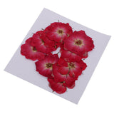 Maxbell 22 Pieces Natural Delphinium Rose Real Pressed Dried Flowers for DIY Craft