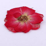 Maxbell 22 Pieces Natural Delphinium Rose Real Pressed Dried Flowers for DIY Craft