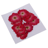 Maxbell 22 Pieces Natural Delphinium Rose Real Pressed Dried Flowers for DIY Craft