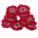 Maxbell 22 Pieces Natural Delphinium Rose Real Pressed Dried Flowers for DIY Craft