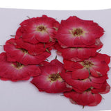 Maxbell 22 Pieces Natural Delphinium Rose Real Pressed Dried Flowers for DIY Craft