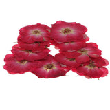 Maxbell 22 Pieces Natural Delphinium Rose Real Pressed Dried Flowers for DIY Craft