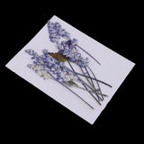 Maxbell 16 Pieces Assorted Natural Pressed Dried Flowers DIY Scrapbooking Art Crafts