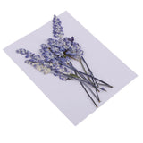 Maxbell 16 Pieces Assorted Natural Pressed Dried Flowers DIY Scrapbooking Art Crafts