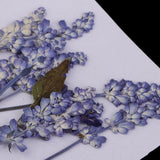 Maxbell 16 Pieces Assorted Natural Pressed Dried Flowers DIY Scrapbooking Art Crafts