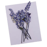 Maxbell 16 Pieces Assorted Natural Pressed Dried Flowers DIY Scrapbooking Art Crafts