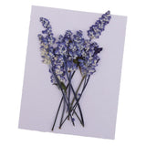 Maxbell 16 Pieces Assorted Natural Pressed Dried Flowers DIY Scrapbooking Art Crafts