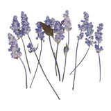 Maxbell 16 Pieces Assorted Natural Pressed Dried Flowers DIY Scrapbooking Art Crafts
