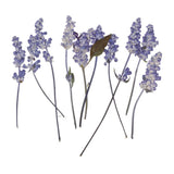 Maxbell 16 Pieces Assorted Natural Pressed Dried Flowers DIY Scrapbooking Art Crafts