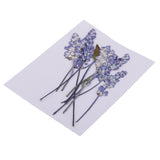 Maxbell 16 Pieces Assorted Natural Pressed Dried Flowers DIY Scrapbooking Art Crafts