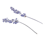 Maxbell 16 Pieces Assorted Natural Pressed Dried Flowers DIY Scrapbooking Art Crafts