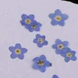 Maxbell 22 Pieces Forget-me-not Verbena Real Pressed Dried Flowers for Nail Art