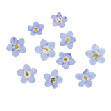 Maxbell 22 Pieces Forget-me-not Verbena Real Pressed Dried Flowers for Nail Art