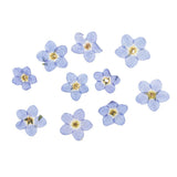 Maxbell 22 Pieces Forget-me-not Verbena Real Pressed Dried Flowers for Nail Art