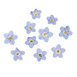 Maxbell 22 Pieces Forget-me-not Verbena Real Pressed Dried Flowers for Nail Art