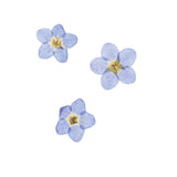 Maxbell 22 Pieces Forget-me-not Verbena Real Pressed Dried Flowers for Nail Art