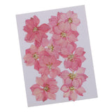 Maxbell 22 Pieces Natural Delphinium Rose Real Pressed Dried Flowers for DIY Craft
