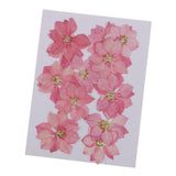 Maxbell 22 Pieces Natural Delphinium Rose Real Pressed Dried Flowers for DIY Craft