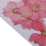 Maxbell 22 Pieces Natural Delphinium Rose Real Pressed Dried Flowers for DIY Craft