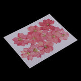 Maxbell 22 Pieces Natural Delphinium Rose Real Pressed Dried Flowers for DIY Craft