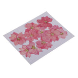 Maxbell 22 Pieces Natural Delphinium Rose Real Pressed Dried Flowers for DIY Craft
