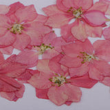 Maxbell 22 Pieces Natural Delphinium Rose Real Pressed Dried Flowers for DIY Craft